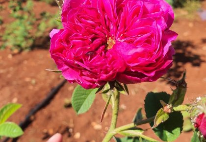 Nasad Damašćanskih ruža