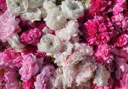 Nasad Damašćanskih ruža