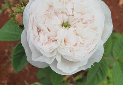 Nasad Damašćanskih ruža