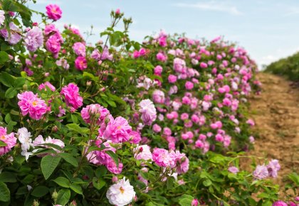 Nasad Damašćanskih ruža