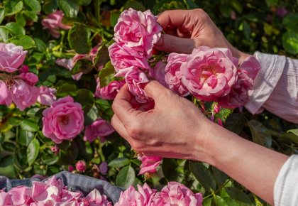 Nasad Damašćanskih ruža