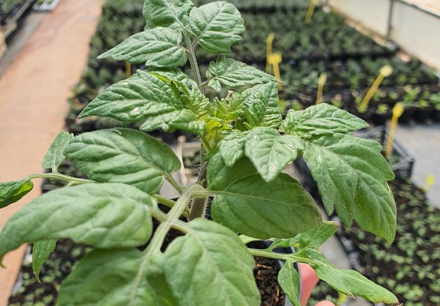 Vegetable seedlings