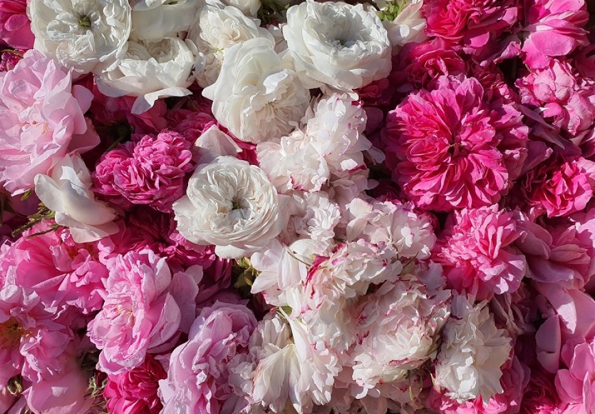 Touch of Roses - face tonic