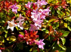 Abelija - Abelia 'Edvard Gaucher'
