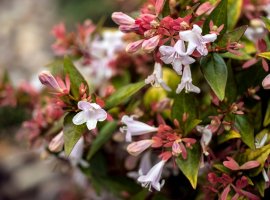 Abelija - Abelia x grandiflora
