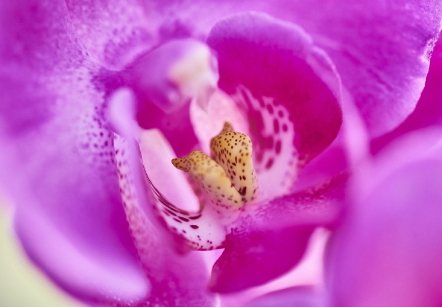 Orhideja - Phalaenopsis