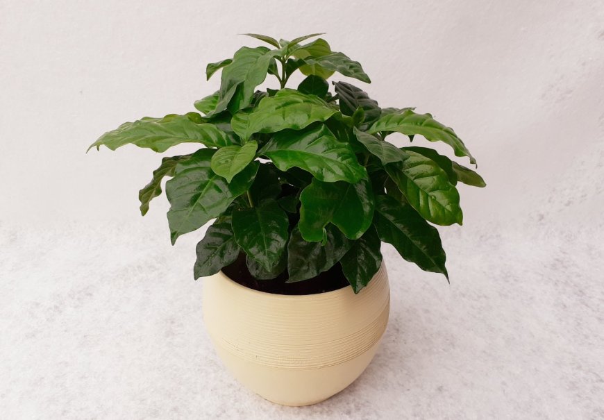 Kavino drvo - Coffea arabica