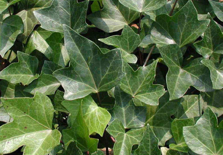 Kanarski bršljan - Hedera canariensis