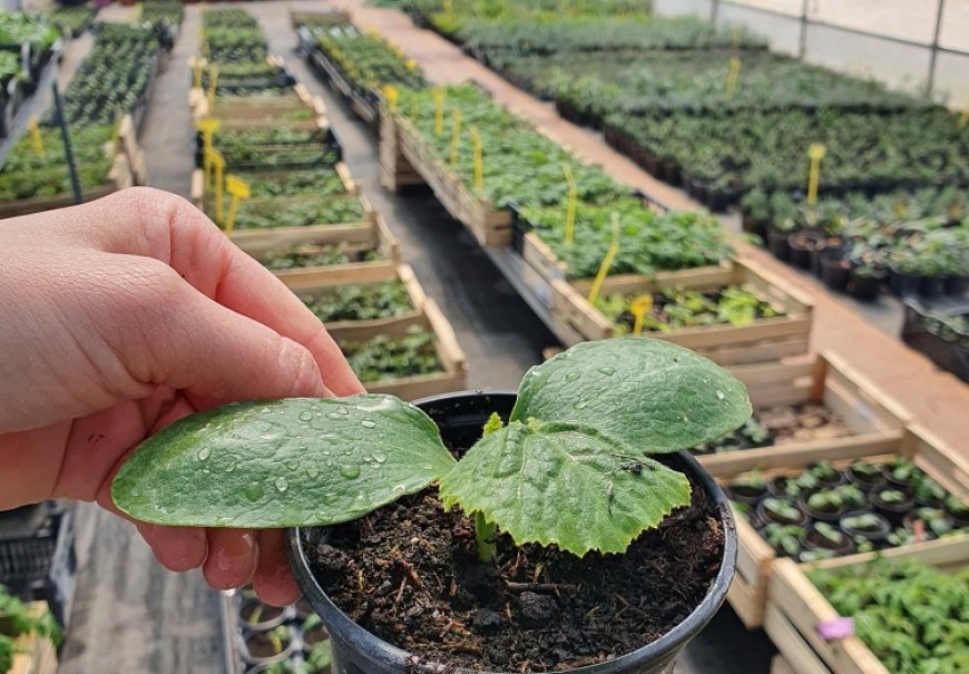 Vegetable seedlings