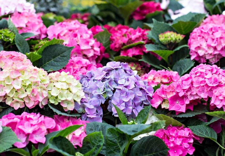 Hortenzija - Hydrangea macrophylla