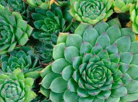 Čuvarkuća - Sempervivum tectorum