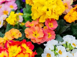 Vrtni jaglac - Primula vulgaris