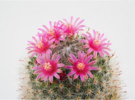 Rod Mammillaria - Mammillaria sp.