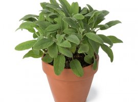 Kadulja - Salvia officinalis