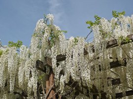 Glicinija - Wisteria sinensis