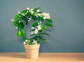 Madagaskarski jasmin - Stephanotis floribunda
