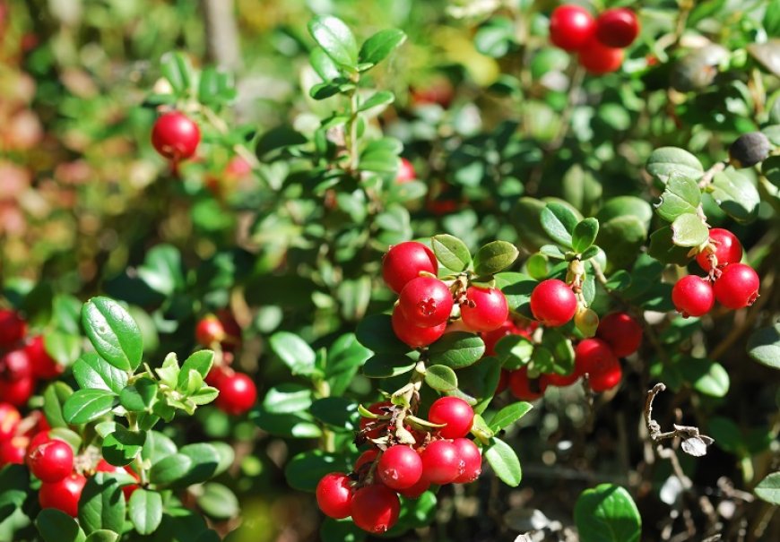 Brusnica - Vaccinum vitis-idaea