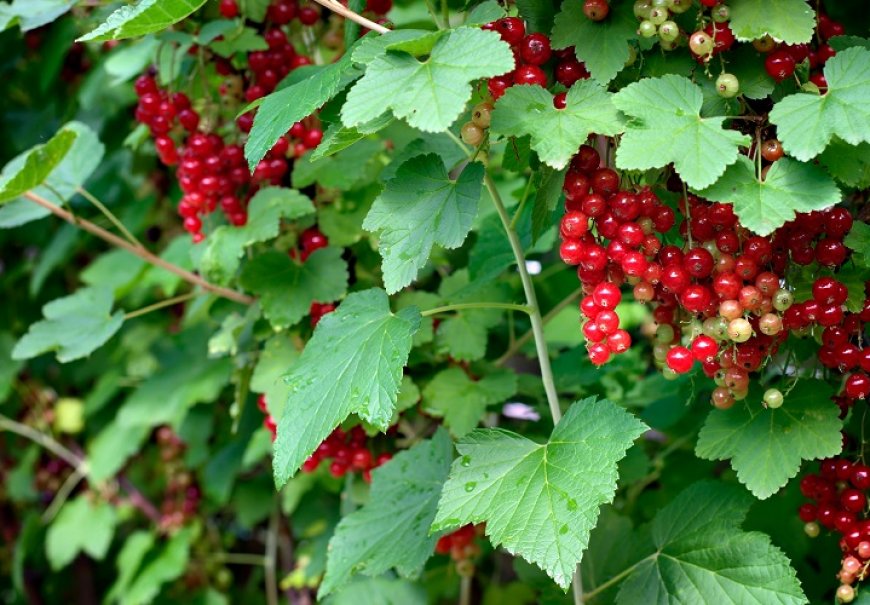 Ribizla - Ribes rubrum