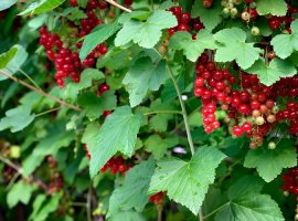 Red currant  - Ribes rubrum