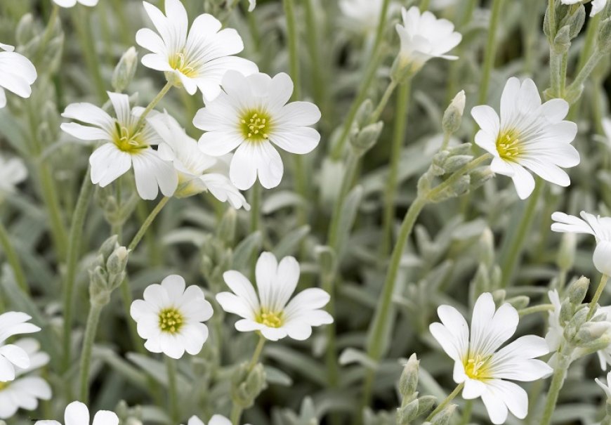 Rožac pustenasti - Cerastium tomentosum