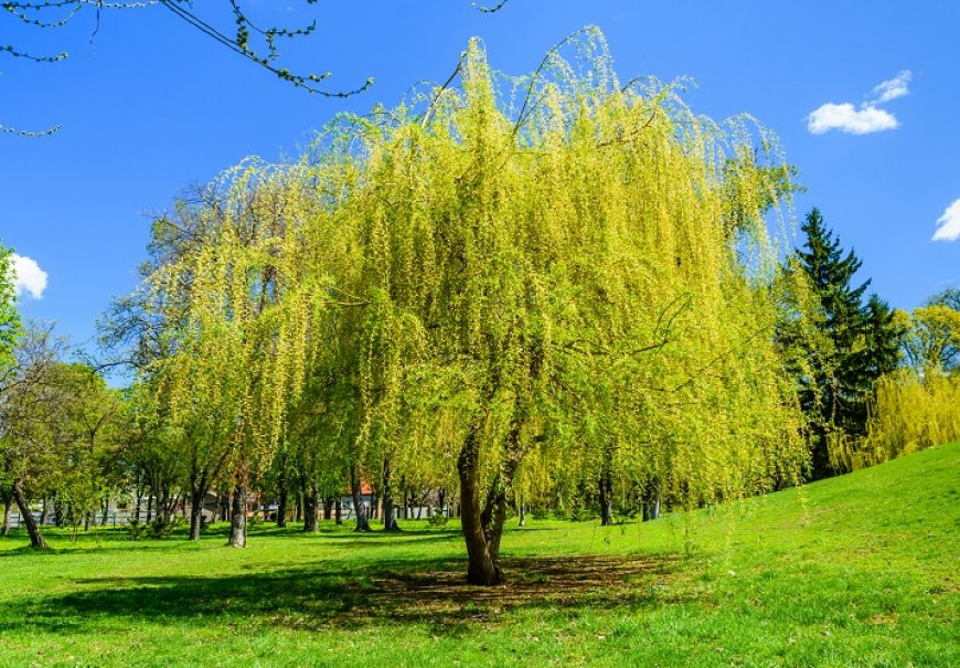 Babylon Willow - Salix babylonica