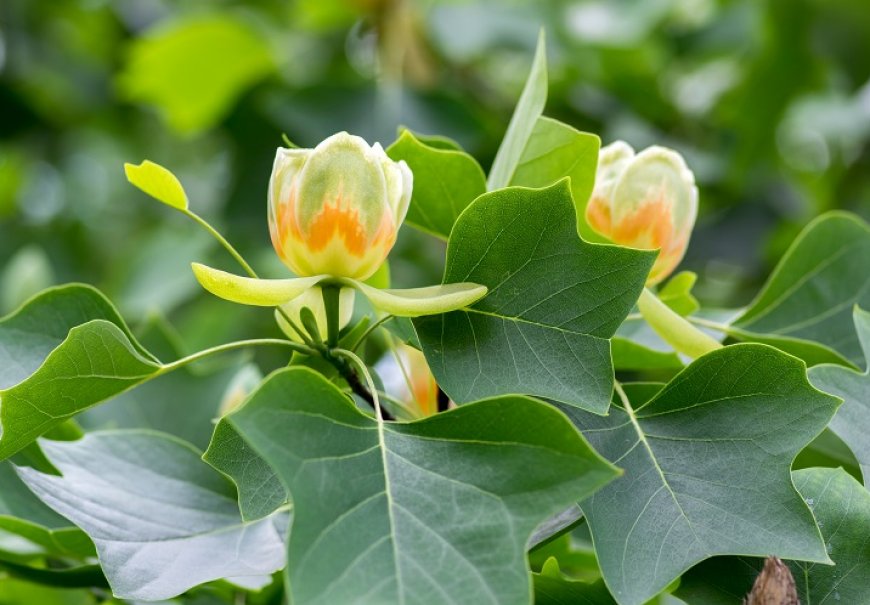 Tulipanovac - Liriodendron tulipifera