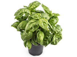 Bosiljak - Ocimum basilicum