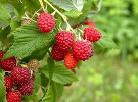 Malina - Rubus idaeus