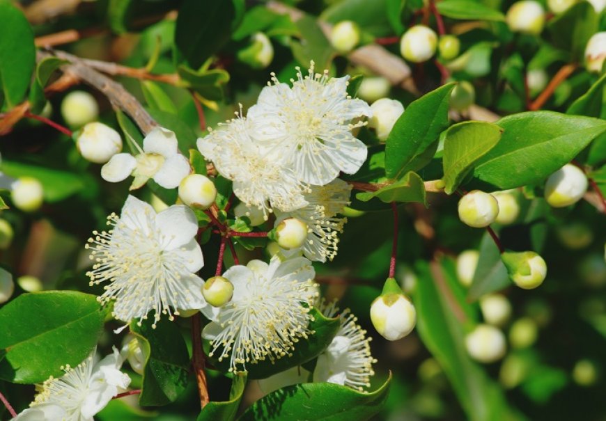 Mirta - Myrtus communis