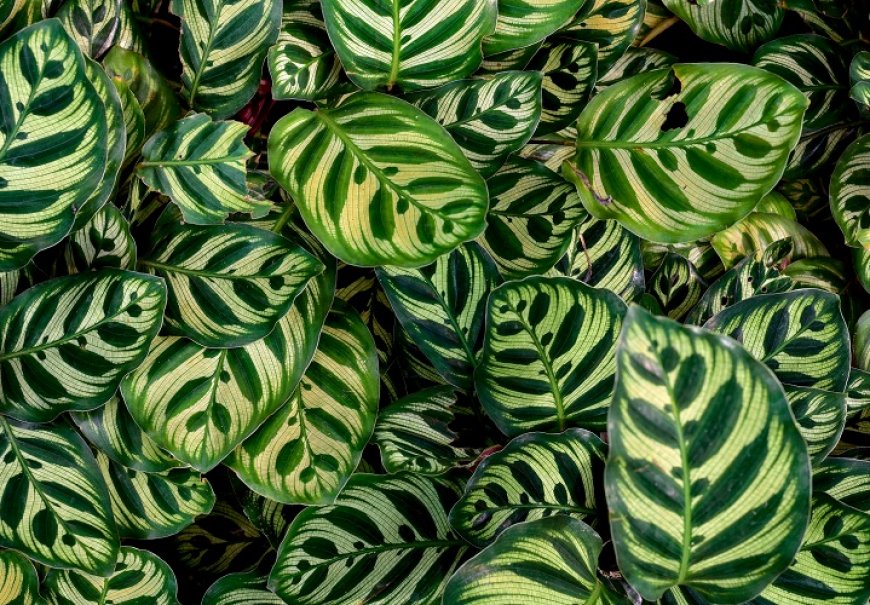 Pametna biljka - Calathea makoyana