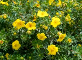 Petoprsta - Potentilla fruticosa