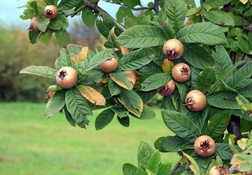 Mušmula - Mespilus germanica
