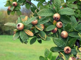 Mušmula - Mespilus germanica