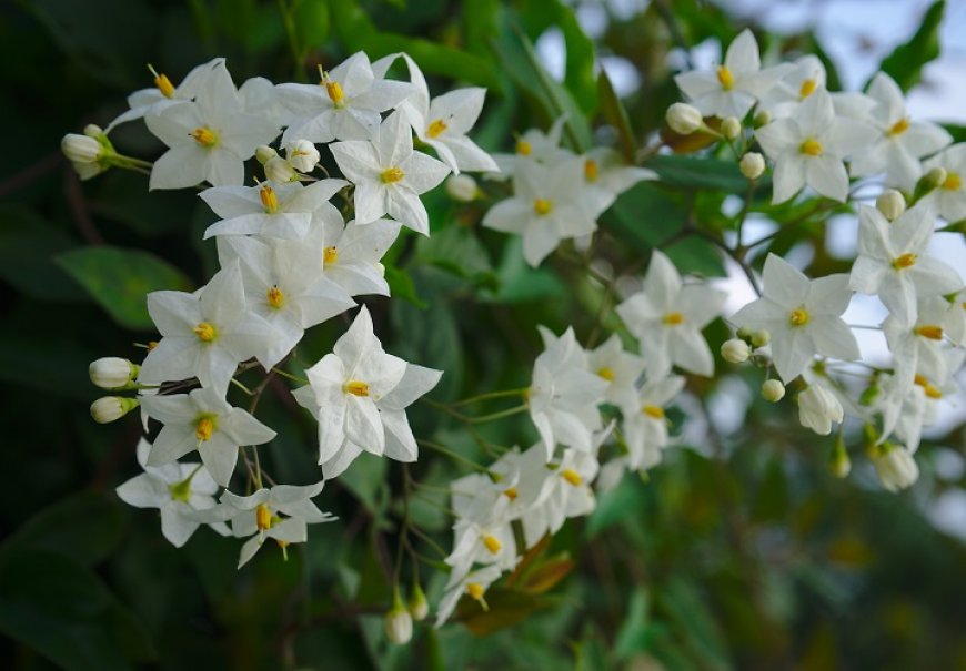 Solanum - Solanum jasminoides
