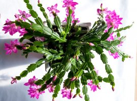 Božićni kaktus - Schlumbergera truncata