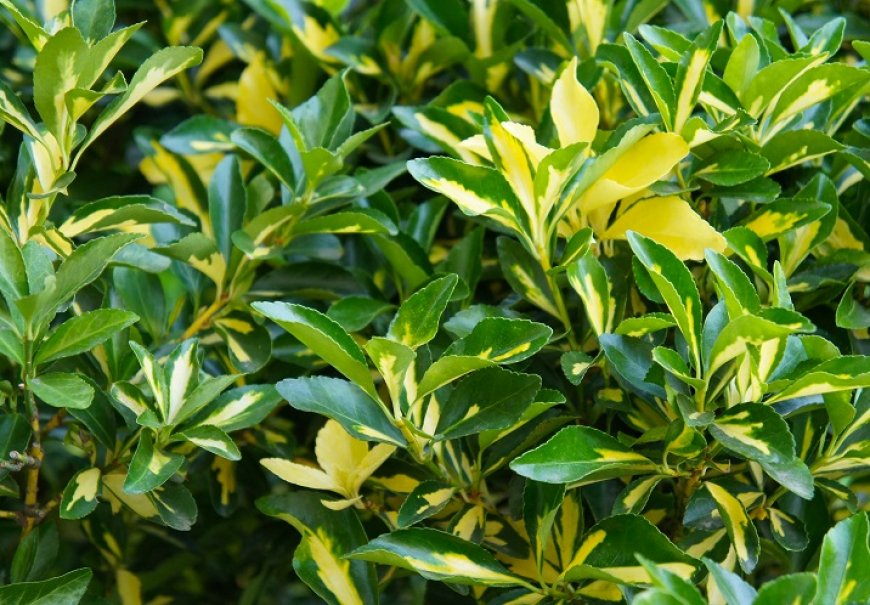 Japanese Spindle - Euonymus japonicus