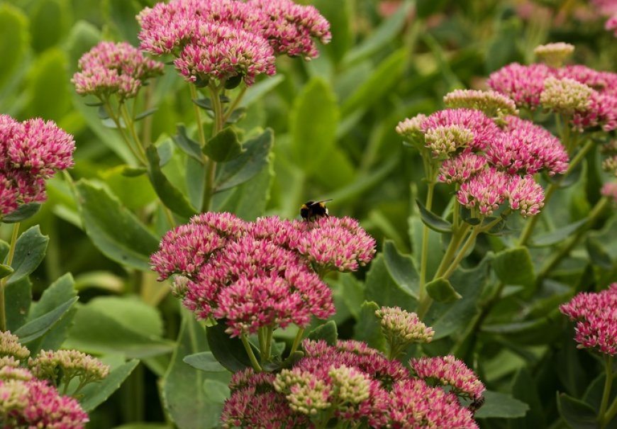 Žednjak - Sedum palmeri