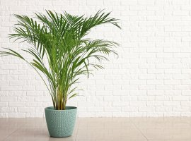 Areka palma - Chrysalidocarpus lutescens