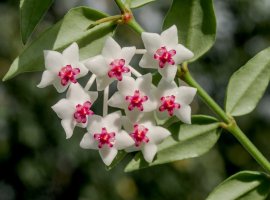 Mali voštani cvijet - Hoya bella