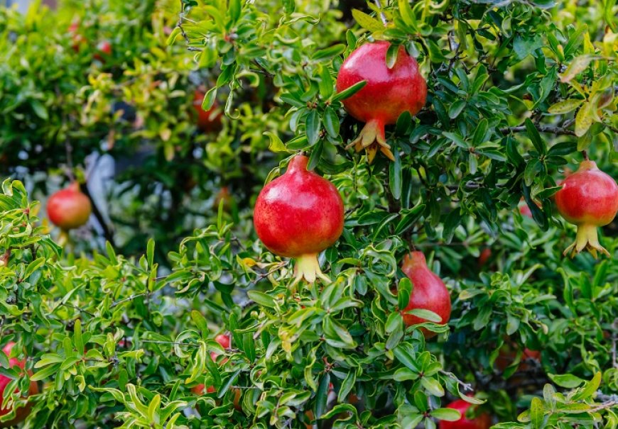 Nar, šipak - Punica granatum
