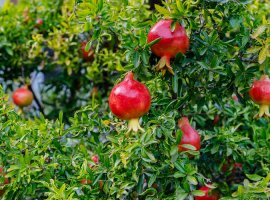 Nar - Punica granatum