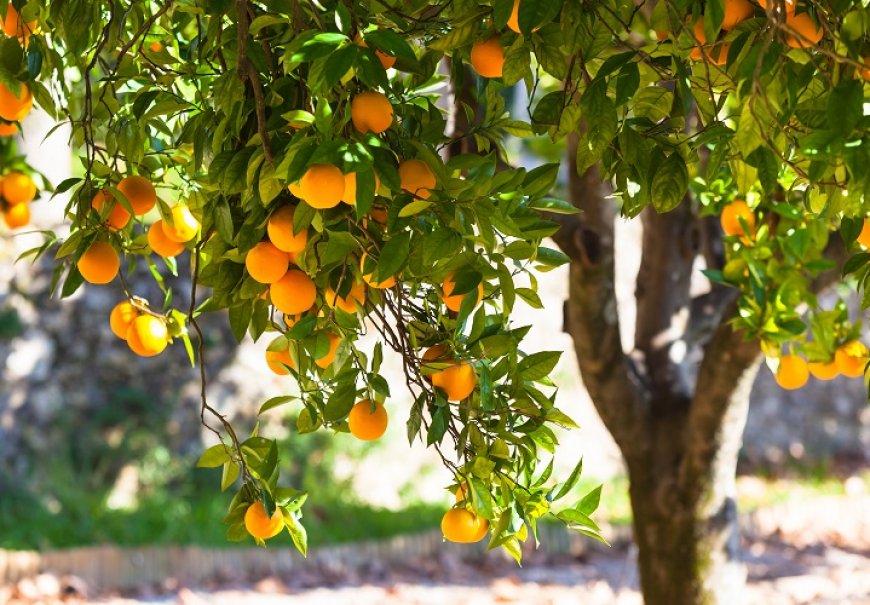 Naranča - Citrus sinensis