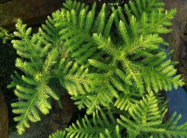 Sobna jela - Araucaria heterophylla