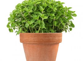 Origano - Origanum vulgare