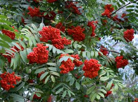Jerebika - Sorbus aucuparia