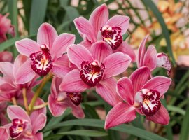 Cimbidijum - Cymbidium