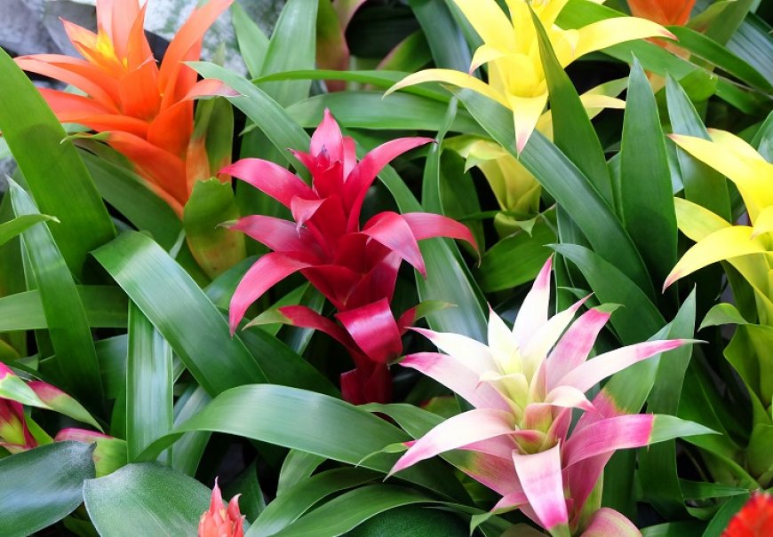 Neoregelia Carolinae - Neoregelia flandria 