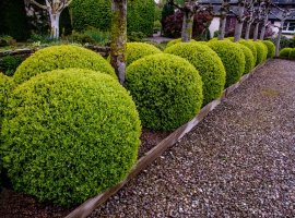 Boxwood - Buxus sempervirens