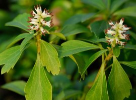 Pahisandra - Pachysandra terminalis