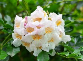 Smaragdno drvo - Radermachera sinica